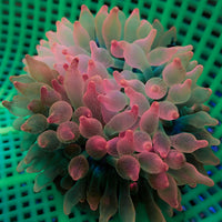 WYSIWYG Scarlet Pink Bubble Tip Anemone (3-4")
