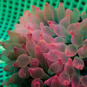 WYSIWYG Scarlet Pink Bubble Tip Anemone (3-4")