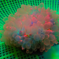 WYSIWYG Pink Glow Bubble Tip Anemone (3-4")