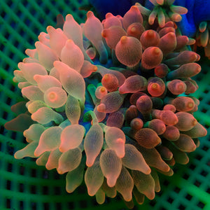 WYSIWYG Scarlet Chimera Bubble Tip Anemone (Rare, 3-4")