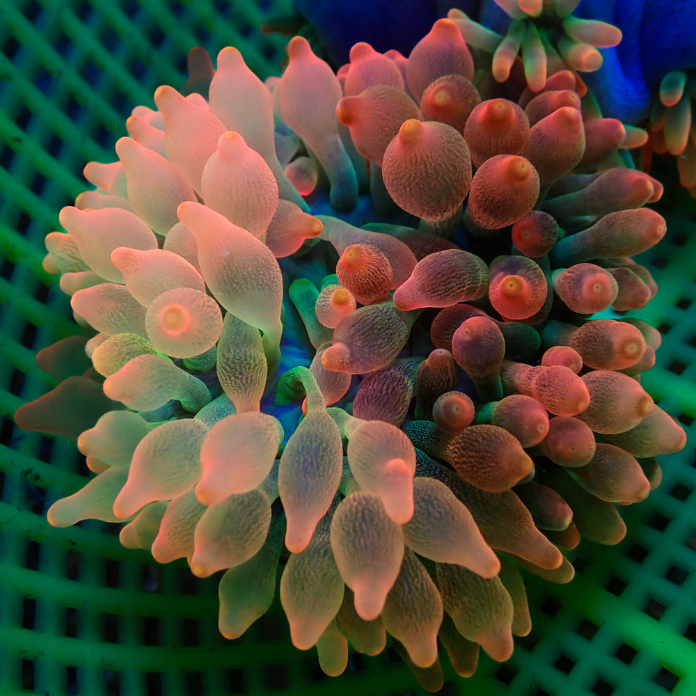 WYSIWYG Scarlet Chimera Bubble Tip Anemone (Rare, 3-4