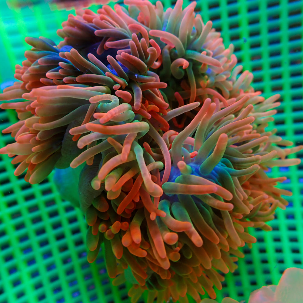 WYSIWYG Ultra Watermelon Bubble Tip Anemone (3-4