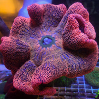 WYSIWYG Ultra Pink Haddoni Carpet Anemone (7-9")
