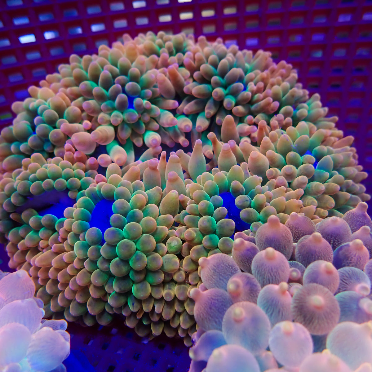Ultra Rainbow Candy Crush Bubble Tip Anemone - Corals Anonymous