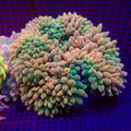 Ultra Rainbow Candy Crush Bubble Tip Anemone - Corals Anonymous