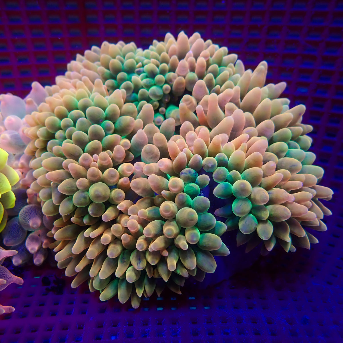 Ultra Rainbow Candy Crush Bubble Tip Anemone - Corals Anonymous