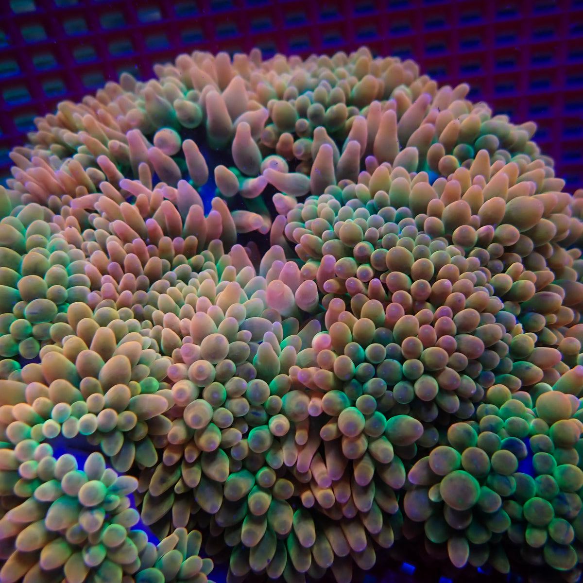 Ultra Rainbow Candy Crush Bubble Tip Anemone - Corals Anonymous