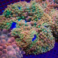 Ultra Rainbow Candy Crush Bubble Tip Anemone - Corals Anonymous