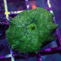Spotted Green Discosoma Mushroom
