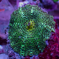 Spotted Green Discosoma Mushroom