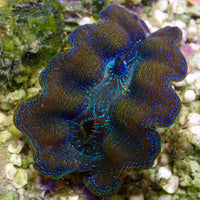 WYSIWYG Gold Rim Multicolor Crocea Clam (1.5-2")