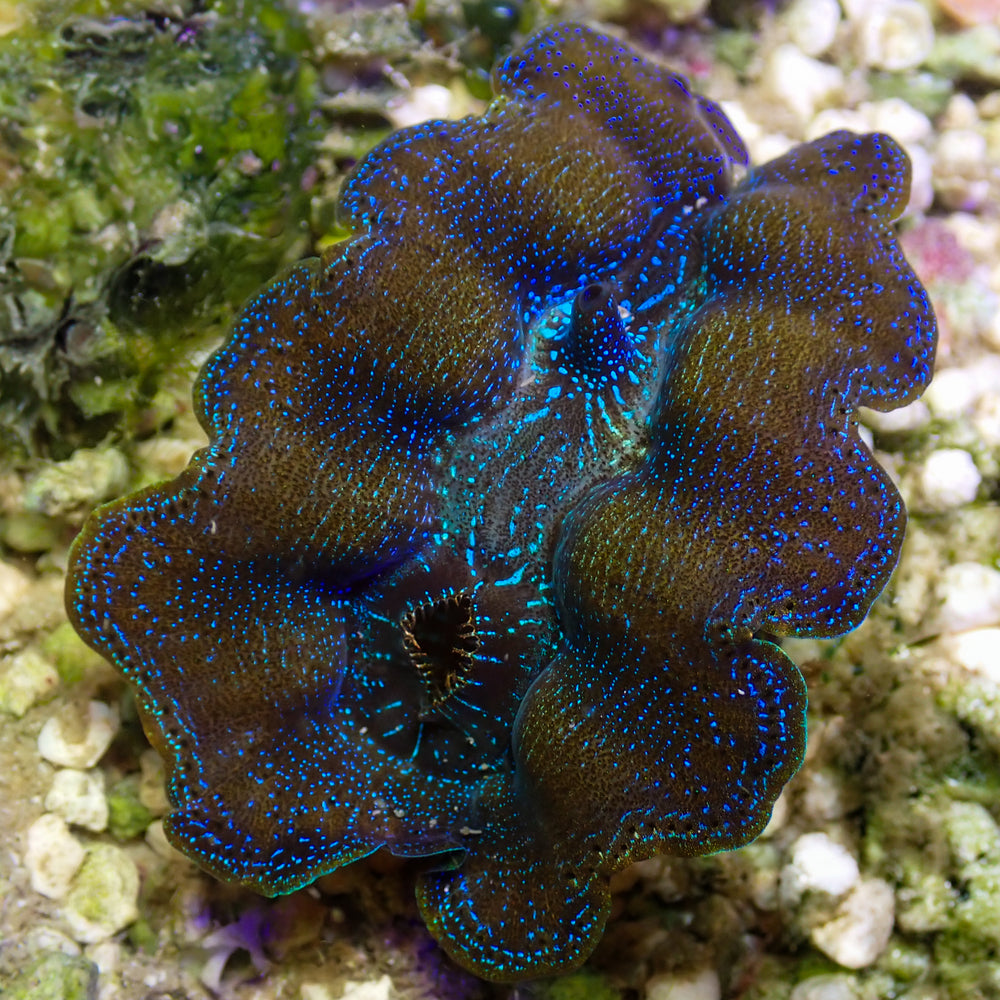 WYSIWYG Gold Rim Multicolor Crocea Clam (1.5-2