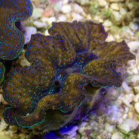 WYSIWYG Gold Rim Multicolor Crocea Clam (1.5-2")