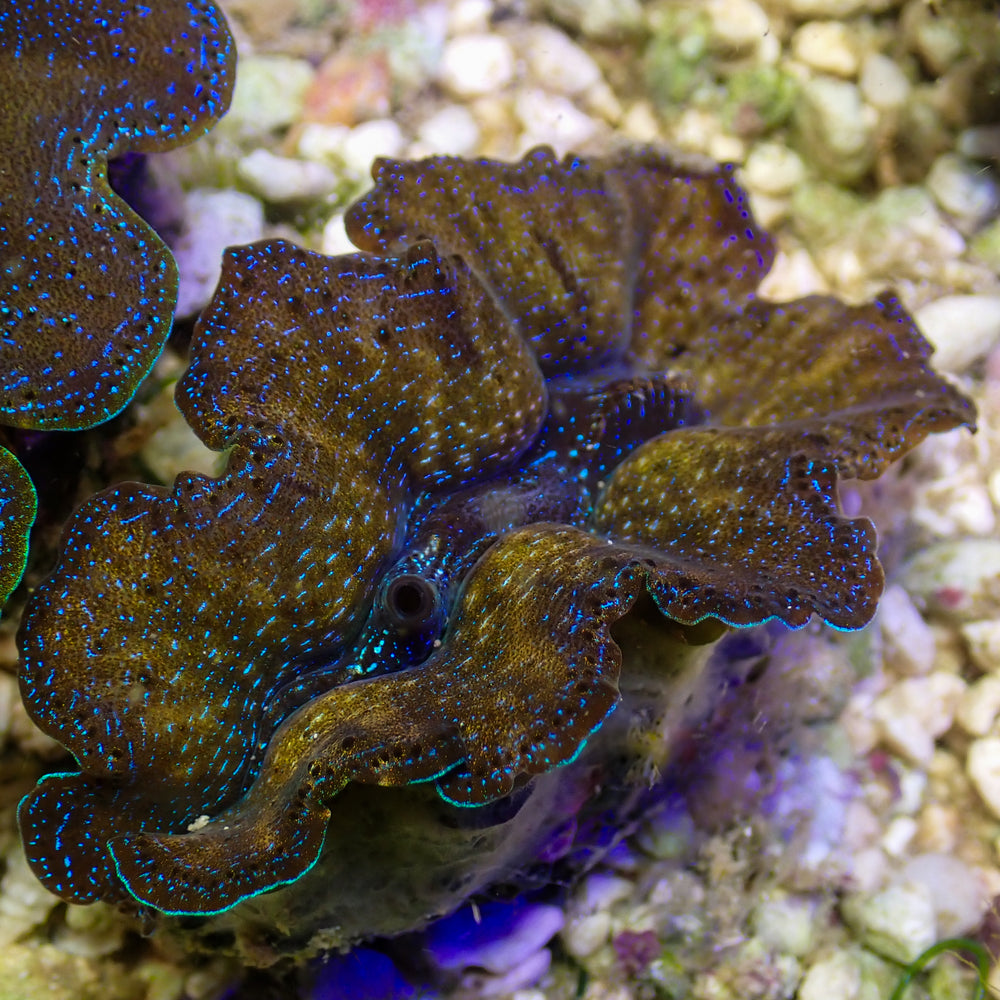 WYSIWYG Gold Rim Multicolor Crocea Clam (1.5-2