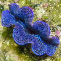 WYSIWYG Ultra Blue Tridacna Squamosa Clam (1.5-2")
