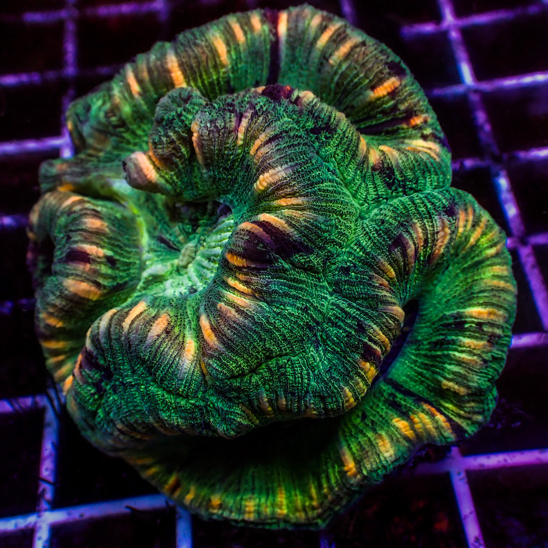 WYSIWYG Multicolor Peach Ring Green Trachy (3-4") - Corals Anonymous