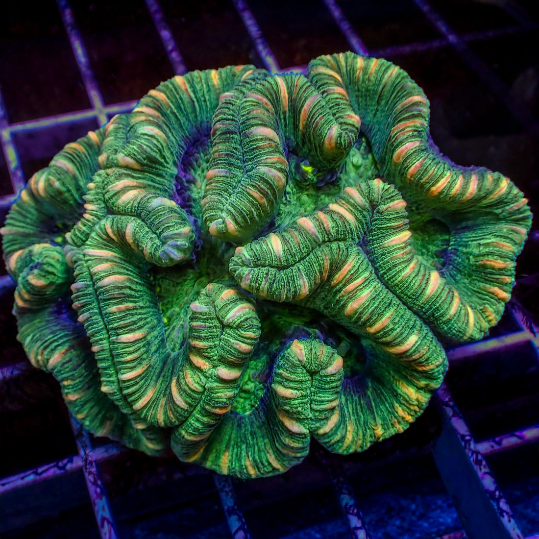 WYSIWYG Multicolor Peach Striped Green Trachy (3-4") - Corals Anonymous