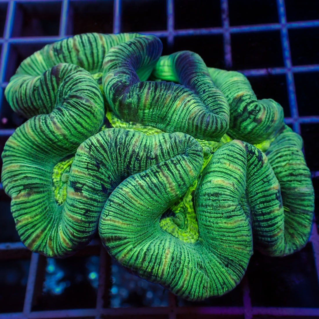 WYSIWYG Multicolor Striped Green Trachy (3-4") - Corals Anonymous