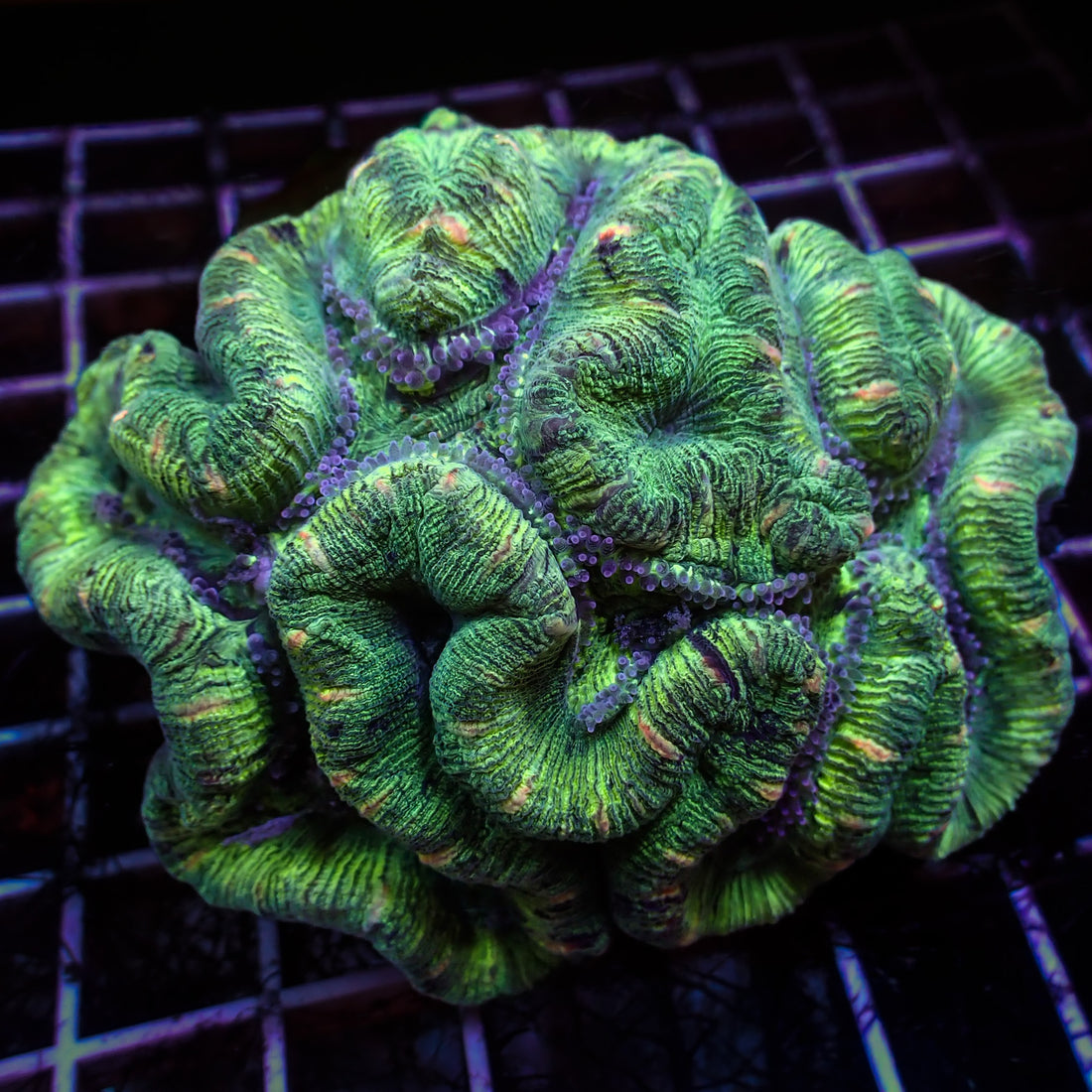 WYSIWYG Multicolor Peach Striped Green Trachy (3-4") - Corals Anonymous