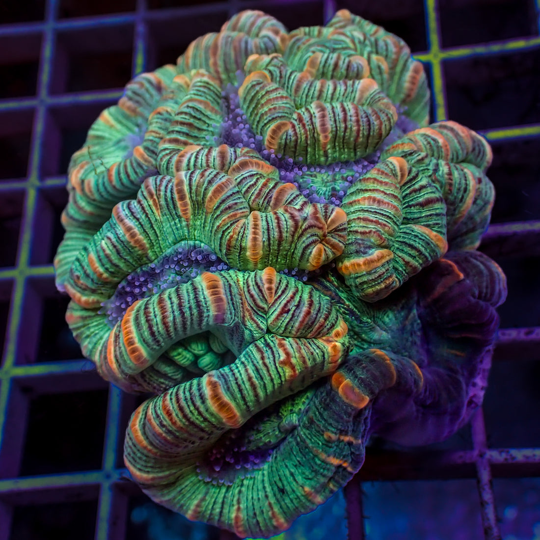WYSIWYG Multicolor Orange Striped Green Trachy (3-4") - Corals Anonymous