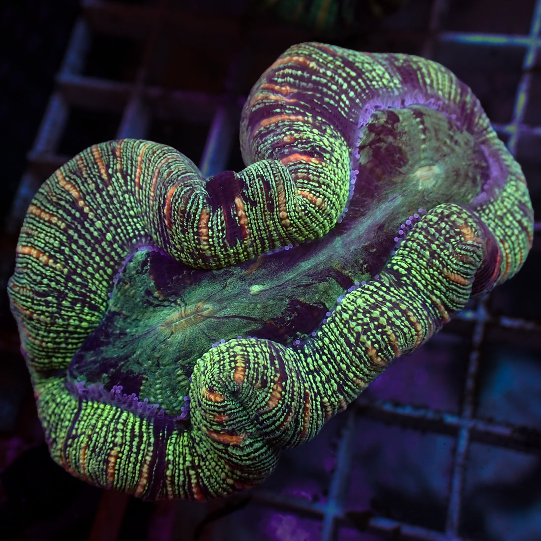WYSIWYG Multicolor Peach Striped Green Trachy (3-4") - Corals Anonymous