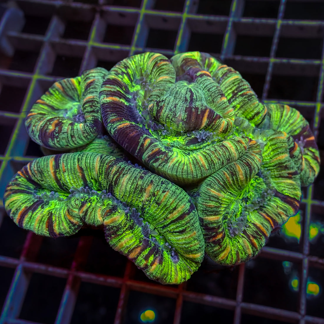 WYSIWYG Multicolor Peach Striped Green Trachy (3-4") - Corals Anonymous