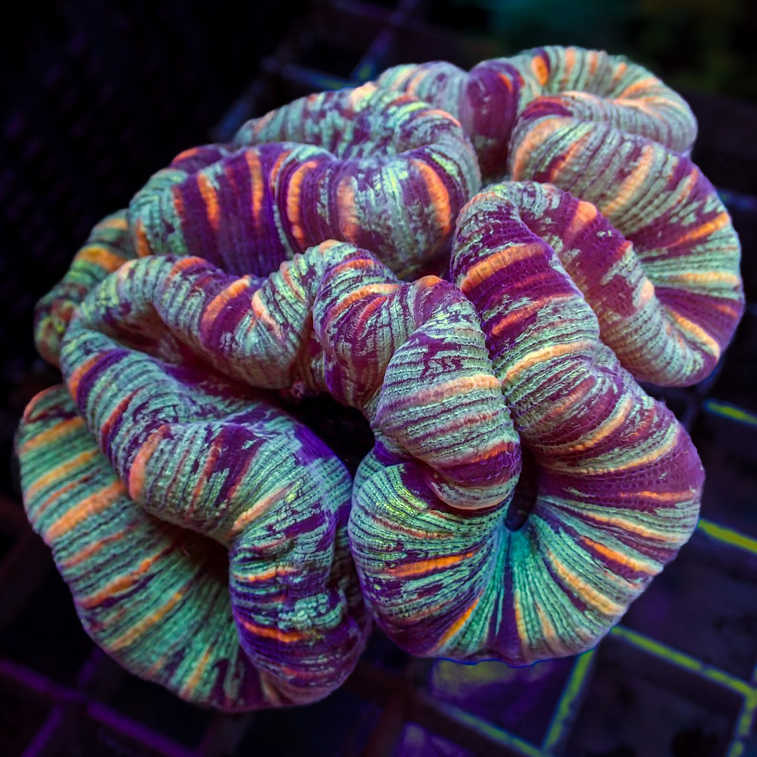WYSIWYG Rainbow Orange Striped Green Trachy (3-4") - Corals Anonymous