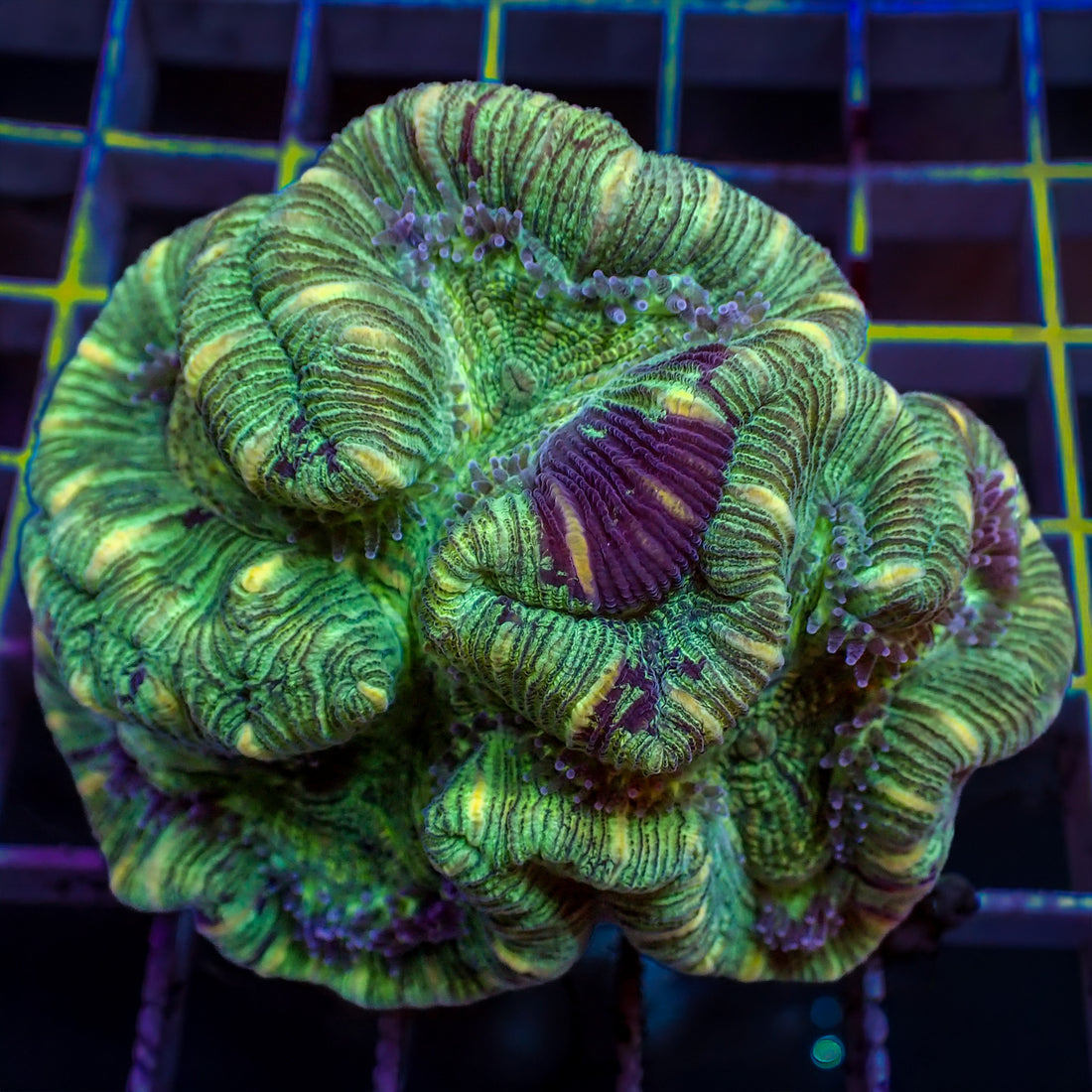 WYSIWYG Multicolor Peach Striped Green Trachy (3-4") - Corals Anonymous