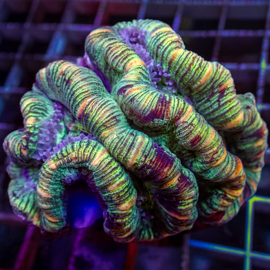 WYSIWYG Rainbow Orange Striped Green Trachy (3-4") - Corals Anonymous