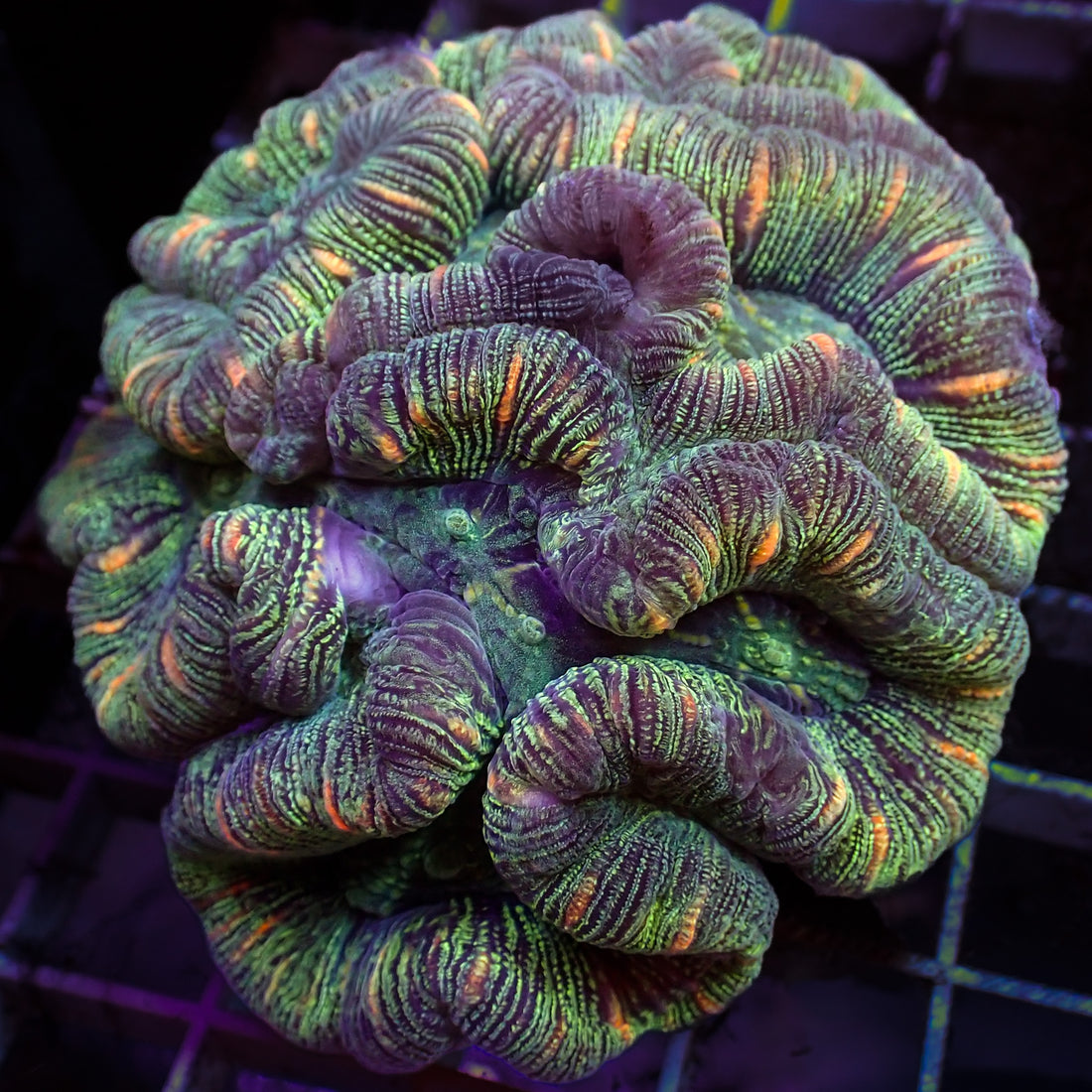 WYSIWYG Multicolor Peach Striped Green Trachy (3-4") - Corals Anonymous