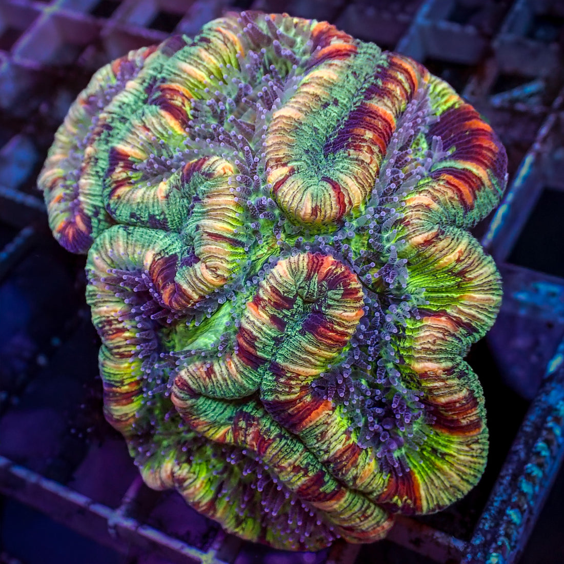 WYSIWYG Rainbow Peach Ring Trachy (3-4") - Corals Anonymous