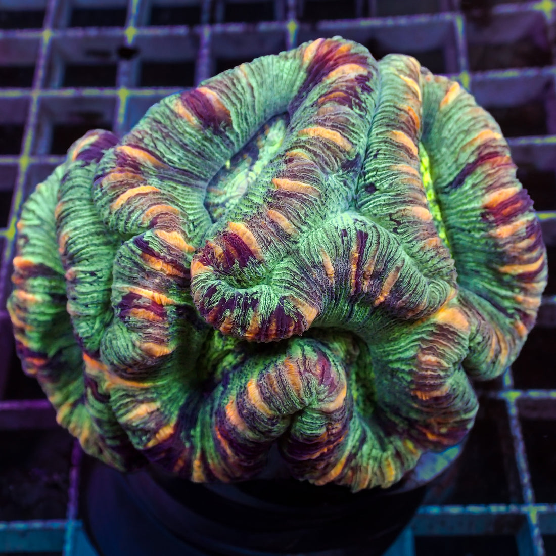 WYSIWYG Rainbow Peach Ring Trachy (3-4") - Corals Anonymous