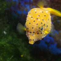WYSIWYG Yellow Boxfish (1-2")
