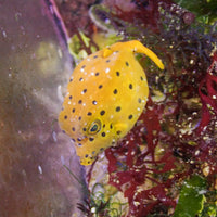 WYSIWYG Yellow Boxfish (1-2")
