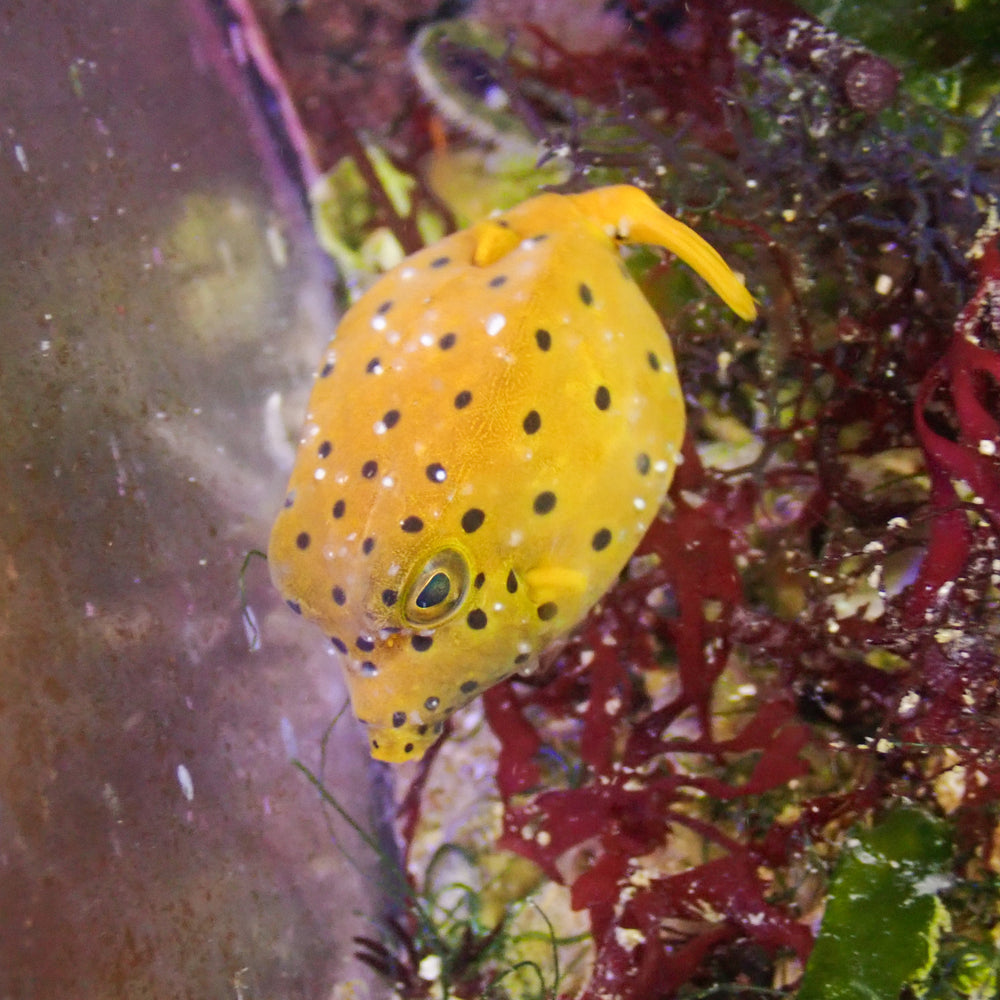 WYSIWYG Yellow Boxfish (1-2