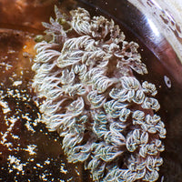 WYSIWYG Xenia Nudibranch (1-2")