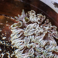 WYSIWYG Xenia Nudibranch (1-2")
