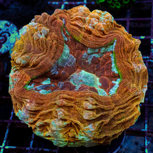 WYSIWYG Rainbow Inferno Wrath Acanthophyllia (2-3")