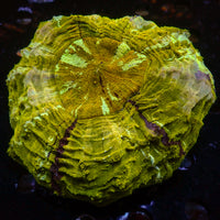 WYSIWYG 24k Gold Acanthophyllia (4-5")
