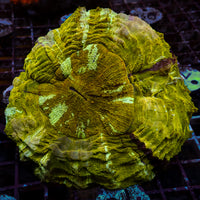 WYSIWYG 24k Gold Acanthophyllia (4-5")
