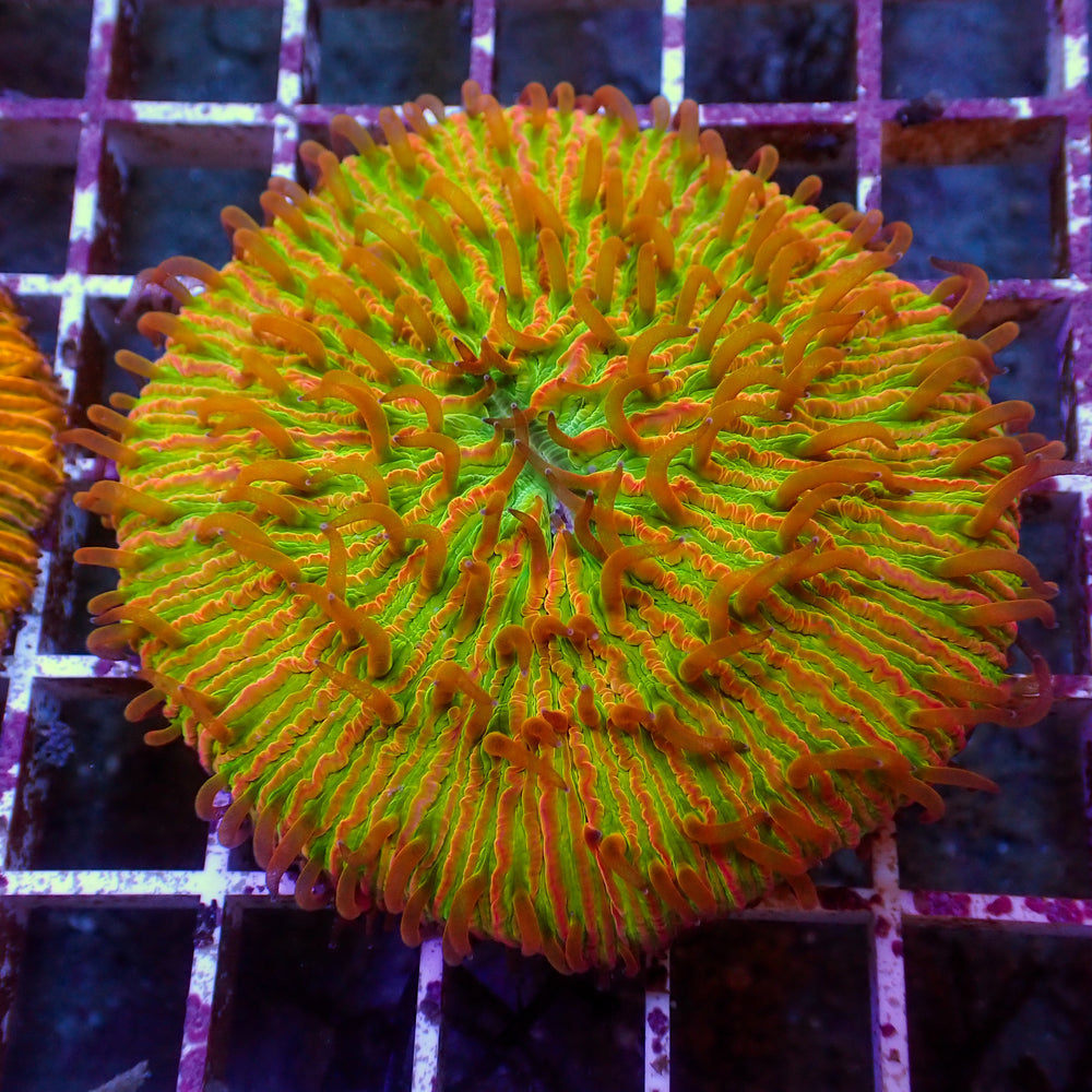 WYSIWYG Fantasia Rainbow Fungia Plate Coral (3-4