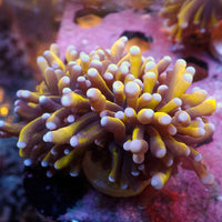 WYSIWYG CA 24k Gold Indo Torch Colony (1 Polyp)