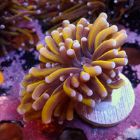 WYSIWYG CA 24k Gold Indo Torch Colony (1 Polyp)