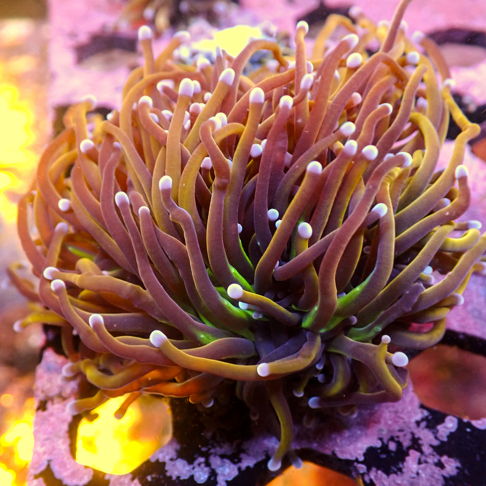 WYSIWYG NY Knicks Torch Colony (3 Polyps)