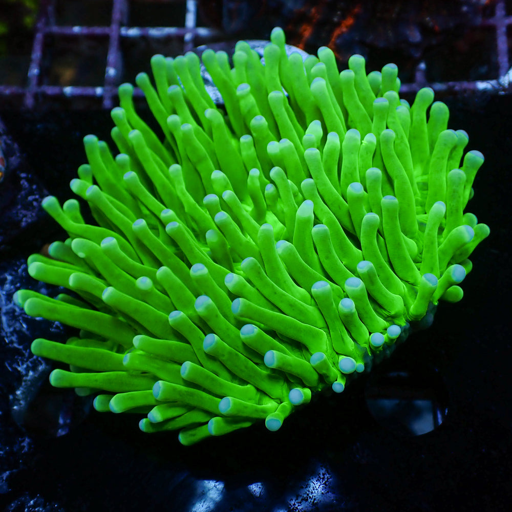 WYSIWYG Neon Green Long Tentacle Heliofungia Plate (2-3”)