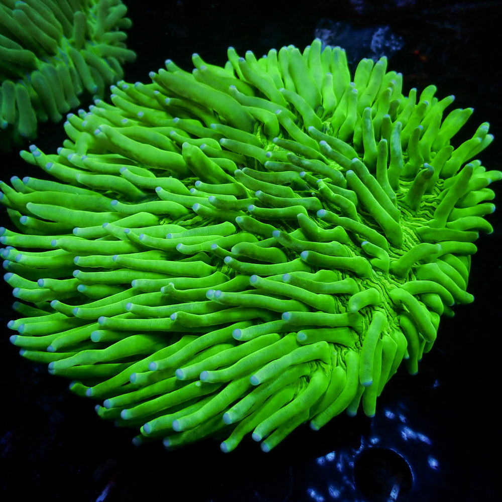 WYSIWYG Neon Green Long Tentacle Heliofungia Plate (4-5”)