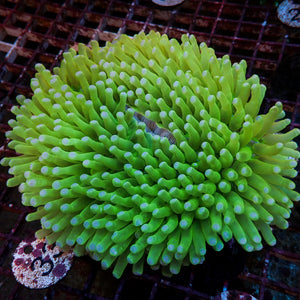 WYSIWYG Neon Green Long Tentacle Heliofungia Plate (4-5”)