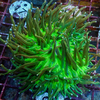 WYSIWYG Neon Green Long Tentacle Heliofungia Plate (3-4”)
