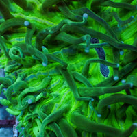 WYSIWYG Neon Green Long Tentacle Heliofungia Plate (3-4”)
