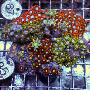 WYSIWYG Rainbow Zoa Cloves Combo Rock Colony (4-5”)